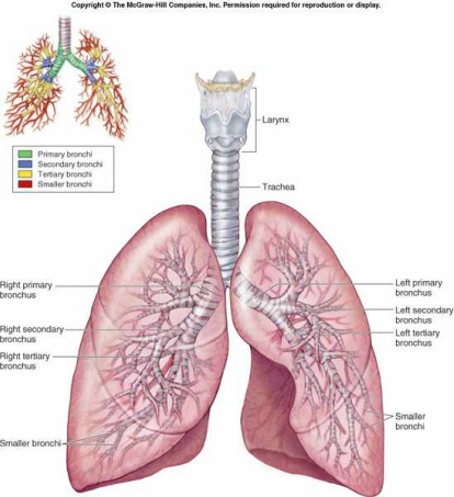 lower respiratory system